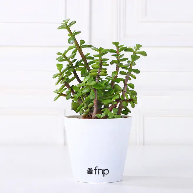 Beautiful Jade Plant in White Plastic Pot