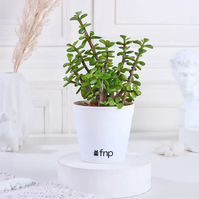 Beautiful Jade Plant in White Plastic Pot