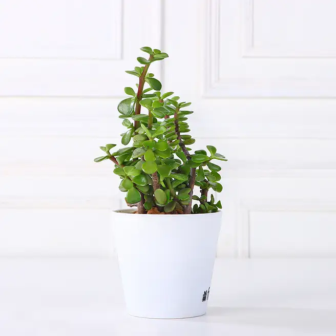 Beautiful Jade Plant in White Plastic Pot